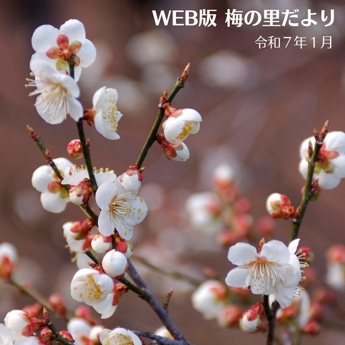 梅光苑